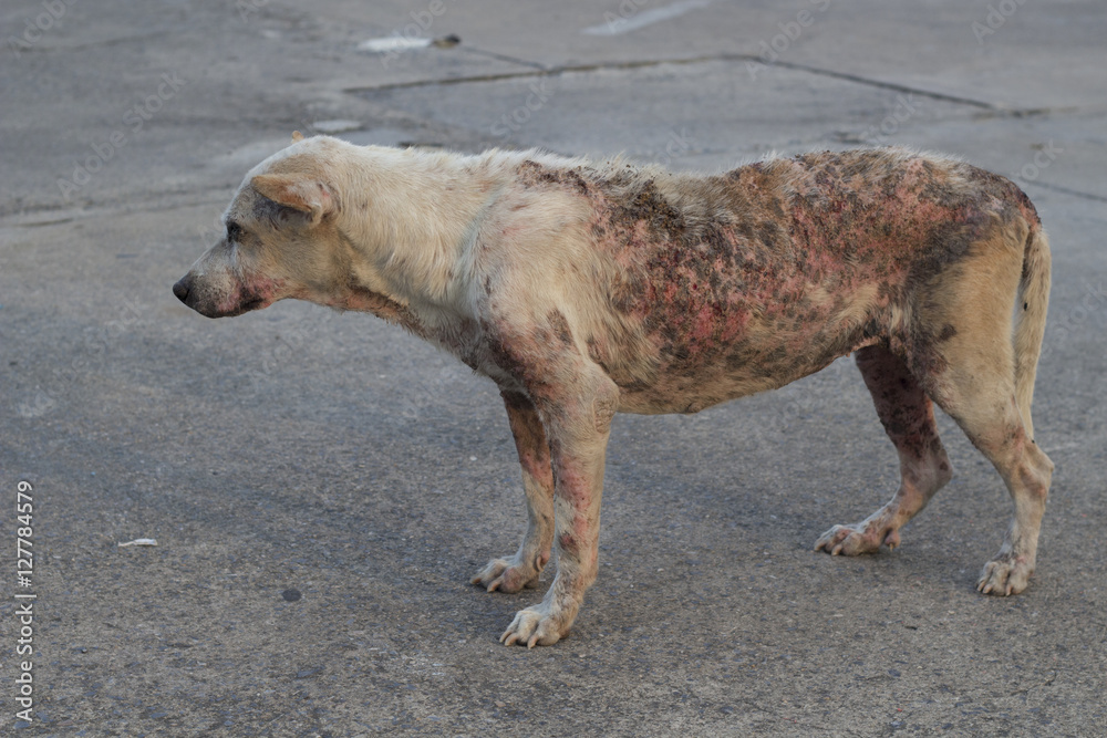 Poor mangy dog. Stock Photo | Adobe Stock