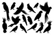 Vector parrot silhouettes of amazon jungle isolated on white background