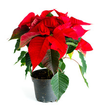 Red Poinsettia Plant, Flower In Pot Christmas Star, Isolated On