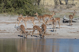 Fototapeta Sawanna - Impala around waterhole