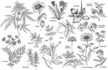 Vector Set Of Medicinal Plants.