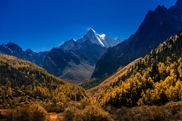 Wall Mural - The Snow mountain sanctuary with Autumn tree color at national level reserve in Daocheng County, in the southwest of Sichuan Province, China.