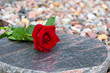 Rote Rose zum Gedenken