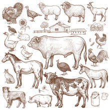 Vector Large Set  Farm Theme. Animals Cattle, Poultry, Pets, Landscape. Objects Of Nature Isolated On White Background. Drawings For Text Illustration, Decoupage, Design Covers, Signage, Posters.