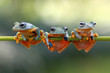 Leinwandbild Motiv Javan tree frog