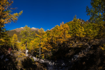 Wall Mural - Autumn tree color at Yading national reserve at Daocheng County, in the southwest of Sichuan Province, China.