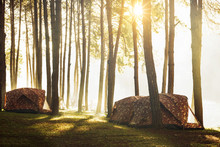 Camping And Tent Under The Pine Forest In Sunset At Pang Ung Pine Forest Park, Pang Ung Mae Hong Son, Thailand