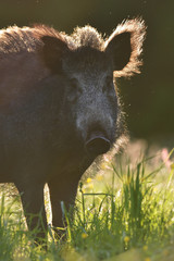 Wall Mural - Wild boar portrait in contra light at summer.