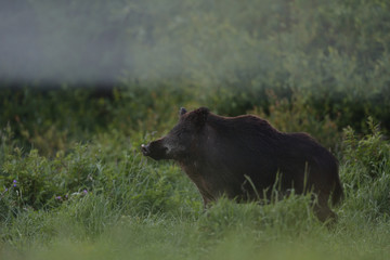 Poster - Wild boar in the field with forest background