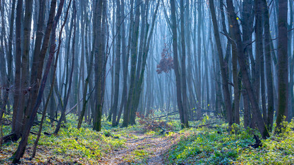 Wall Mural - mystery forest with blue light