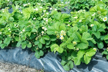 Wall Mural - The image of green bushes of a strawberry. Planting strawberry bushes technology in agriculture.