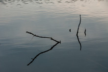 Branches Reflected In Water