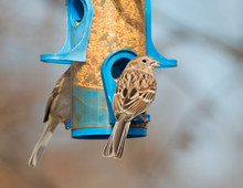 Field Sparrow Eating At Bird Feeder In Winter