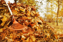 Fan Rake And Pile Of Fallen Leaves In Autumn Park, Close Up View