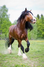 Vladimir Draft Horse Runs Gallop On The Meadow In Summer Time