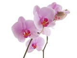 Fototapeta Storczyk - pink and purple orchid close up