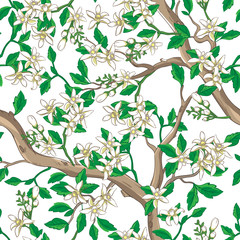Wall Mural - floral seamless pattern with white flowers.