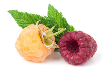 red and yellow raspberries with leaves on a white background