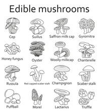 Edible Mushroom Set. Line Icons. Vector Illustration.