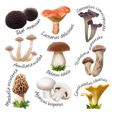 Collection Of Various Species  Edible Mushrooms