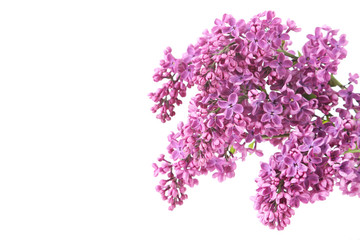 Blooming lilac flowers isolated on a white