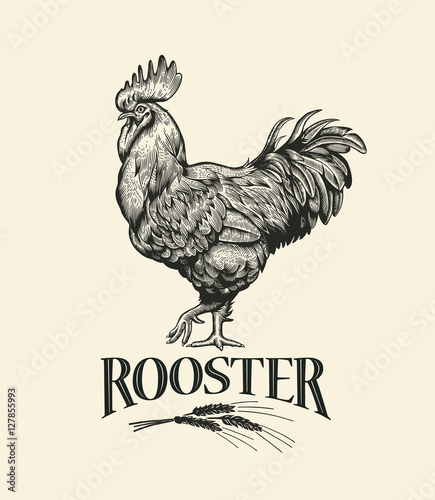 Fotomural Illustration of the cock in Vintage engraving style