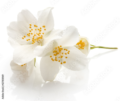 Obraz w ramie Jasmine flowers isolated on white background cutout