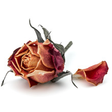 Dried Rose Flower Head Isolated On White Background Cutout