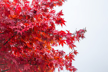 Wall Mural - Beautiful, soft red autumn maple leaves on the tree branches on the cloudy sky background.