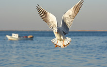 Seagull Flying And Landing With Open Wings On The Blue Sea.