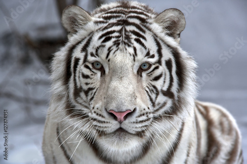 Cuadros en Lienzo Face to face with white bengal tiger