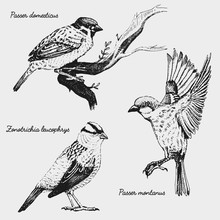 Hand Drawn Vector Realistic Bird, Sketch Graphic Style,