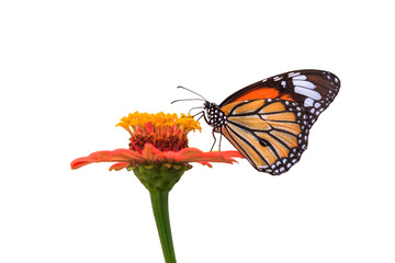 Wall Mural - butterflies and flowers on a white background.