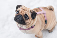 Dog Pug Snow Winter Close-up Portrait
