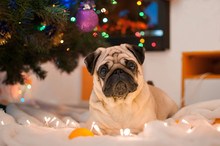 Dog Pug Lying Under Christmas Tree