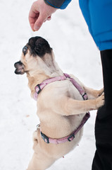 Wall Mural - dog pug walks owner snow winter forest asks treat