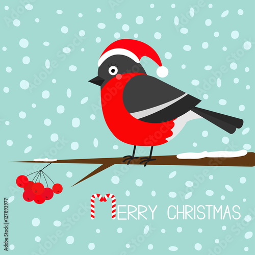 Fotografie, Obraz Bullfinch winter red feather bird sitting on rowan rowanberry sorb berry tree branch