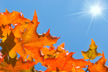 Wall Mural - golden and orange autumn foliage leaves on a maple tree against blue, sunny, sky. copy space.
