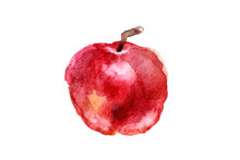 Painted Watercolor Red Apple Isolated On White