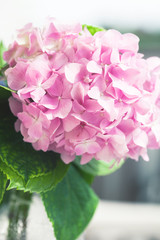 Wall Mural - hydrangea in bloom closeup