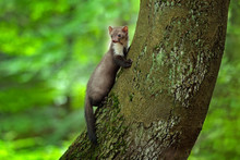 Stone Marten, Detail Portrait Of Forest Animal. Small Predator Sitting On The Tree Trunk With Green Moss In Forest. Wildlife Scene, Russia. Beech Marten, Martes Foina, With Forest Background.