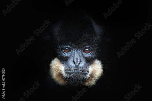 Cuadros en Lienzo Yellow-cheeked Gibbon, Nomascus gabriellae, detail portrait of wild monkey