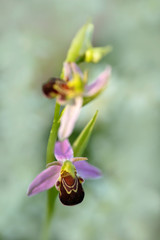 Nice orchid bloom. Bee Orchid, Ophrys apifera, flowering European terrestrial wild orchid, nature habitat, detail of two beautiful bloom, green clear background, Hungary