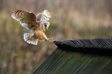 Barn owl, Tyto alba, bird landing on wooden roof, action scene in the nature habitat, flying bird, France