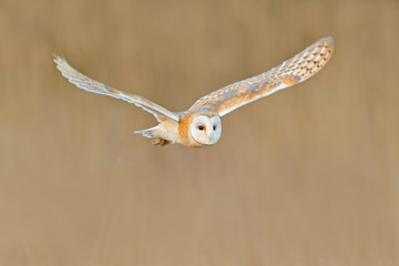  Flying Barn Owl, dziki ptak rano ładne światło. zwierzę w środowisku przyrodniczym. Ptasi lądowanie w trawie, akci przyrody scena, Niemcy. Sowa w locie, lekka letnia scena z ptakiem. Ptak o białej twarzy.