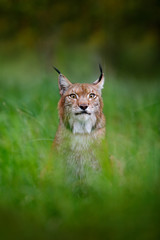 Wall Mural - eurasian lynx hidden in the green grass in czech forest. beautiful big wild cat in the nature forest