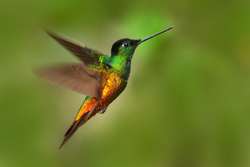 Beautiful bird in flight. Hummingbird Golden-bellied Starfrontlet, Coeligena bonapartei, flying in tropic forest, green background, Colombia. Bird in the forest flying with open wing. Wildlife scene.