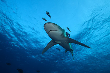 dangerous big shark underwater safari egypr red sea