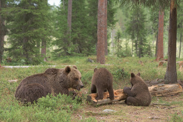 Wall Mural - Mother bear and bear cubs looking for food from a old tree trunk