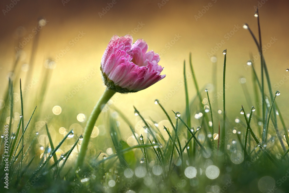 Beautiful flower pink daisy with soft focus of a summer morning in the grass with dew in the sunlight close-up macro. Romantic gentle elegant artistic image, round bokeh, blurred golden background. - obrazy, fototapety, plakaty 